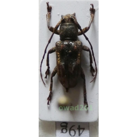 Pterolophia sp. female Philippines49g
